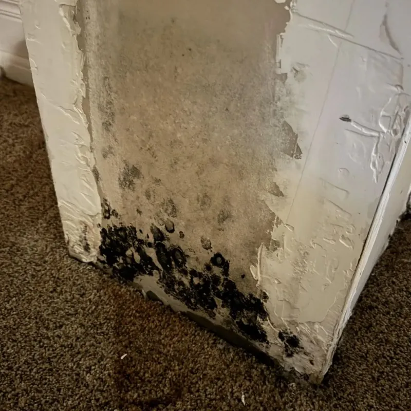 Professional Mold Removal in Highland, AR